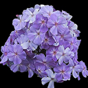 Phlox paniculata 'Blue Boy'