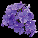 Phlox paniculata 'Blue Paradise'