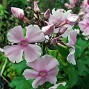 Phlox paniculata 'Dresden China'