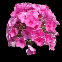 Phlox paniculata 'Eden's Crush'