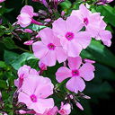 Phlox paniculata 'Flamingo'