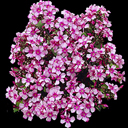 Phlox paniculata 'Miss Ellie'