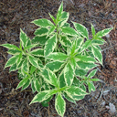 Phlox paniculata 'Nora Leigh'