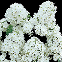 Phlox paniculata 'Snow White'