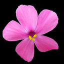 Phlox stolonifera 'Home Fires'