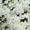 Phlox subulata 'Case's White'