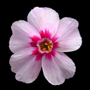 Phlox subulata 'Coral Eye'