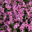 Phlox subulata 'Fort Hill'