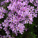 Phlox x 'Unique'