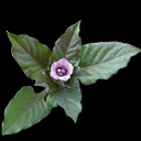 Physochlaenia orientalis
