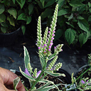 Physostegia virginiana variegata
