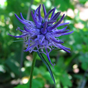 Phyteuma charmellii