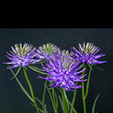 Phyteuma scheuchzeri
