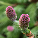 Picea abies 'Acrocona Pusch'