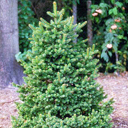 Picea abies 'Emsland'