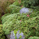 Picea abies 'Formanek'