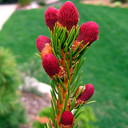 Picea abies 'Lundell's Red Needle'