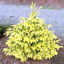 Picea abies 'Perry's Gold'