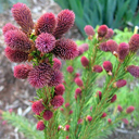 Picea abies 'Rubra Spicata'