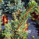 Picea abies 'Wills Zwergform'