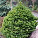 Picea abies 'Witches Brood'