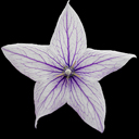 Platycodon grandiflorum apoyana �Fairy Snow�