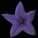 Platycodon grandiflorum 'Astra Blue'