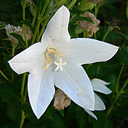 Platycodon grandiflorum 'Astra White'
