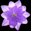 Platycodon grandiflorum 'Hakone Blue'