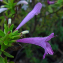 Poliomintha longiflora