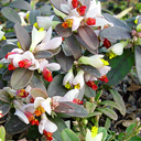 Polygala chamaebuxus