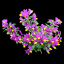 Polygala chamaebuxus 'Kamniski'