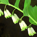 Polygonatum canaliculatum ex Punnett