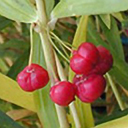 Polygonatum curvistylum DJHC 521