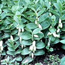 Polygonatum humile Case Form