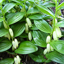 Polygonatum humile ex Heronswood