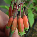 Polygonatum kingianum ssp. kingianum