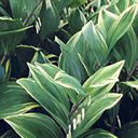 Polygonatum multiflorum 'Variegatum'