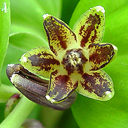 Polygonatum prattii
