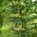 Polygonatum sibiricum group DJHC 600