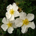 Potentilla fruticosa 'Abbottswood'