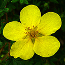Potentilla fruticosa 'Katherine Dykes'