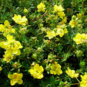Potentilla fruticosa �Mt. Townsend�