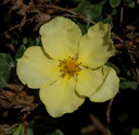 Potentilla fruticosa 'Primrose Beauty'