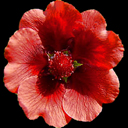 Potentilla thurberi �Monarchs Velvet'