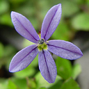 Pratia pedunculata 'Country Park�