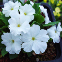 Primula allionii 'Airemist'