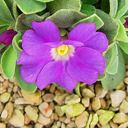 Primula allionii 'Amanda Gabrielle'