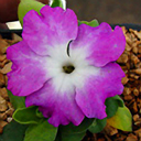 Primula allionii 'Bill Martin'