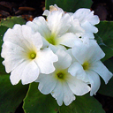 Primula allionii 'Broadwell Milkmaid'